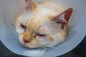 cat as pet  poor sick time