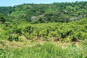 Fototapeta na wymiar Field of cacao trees at a cacao bean farm near Las Penas, Ecuador