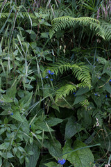 Lush wild green types of uncultivated plants.