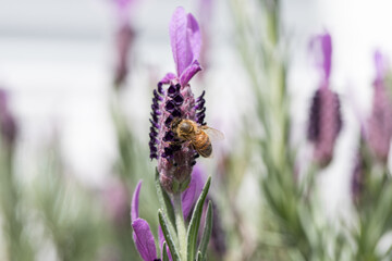 Bees on lavender
