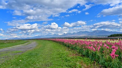 青空バックに満開の花と十勝連峰のコラボ情景＠富良野、北海道