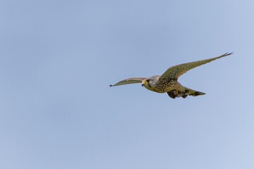 青空バックに餌を持って帰る子育て中のチョウゲンボウ オス