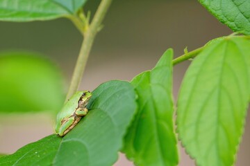 葉っぱの上でのんびりくつろぐアマガエル