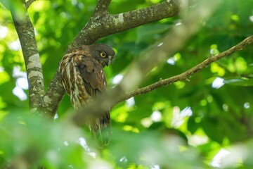 鋭い目つきで周囲を警戒する子育て中のアオバズク親鳥