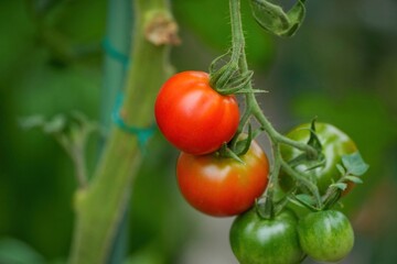 美味しそうに熟したトマト