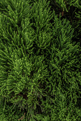 緑の植物、テクスチャ、カイヅカイブキ