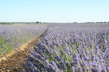 Naklejka na ściany i meble A long plantation of lavender.
