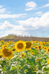 field of sunflowers