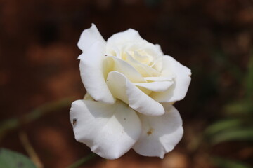 Naklejka na ściany i meble Blooming white rose in the daylight