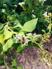 Honey bee on white flowers