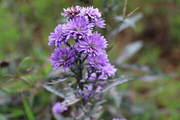 Obraz premium Beautiful bunch of purple flowers blooming