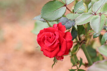 Blooming red rose with leaves