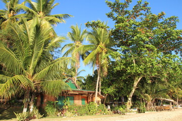 Fototapeta na wymiar Coconut trees in Magellan bay in Sogod, Cebu, Philippines