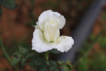 Partially bloomed white rose in the brownish background