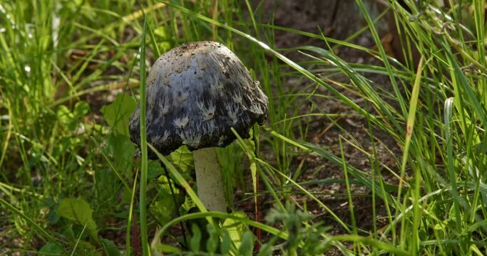 Shaggy Ink Cap Mushrooms Growing In Green Grass on a sunny summer day. Coprinus comatus grows on the side of the road.