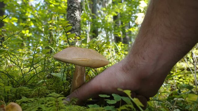 A man cutting the brown bolete mushroom using the small sharp knife in Estonia