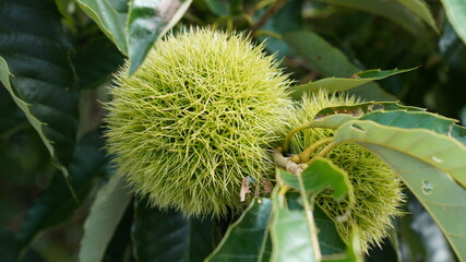 もうすぐ旬を迎える道端に実る大きな緑色のいが栗