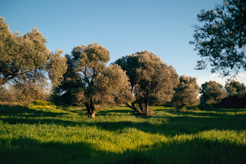Fototapeta premium Olive trees in the meadow and grass in Cesme Izmır Turkey.