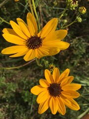 Black-eyed Susan Wildflower