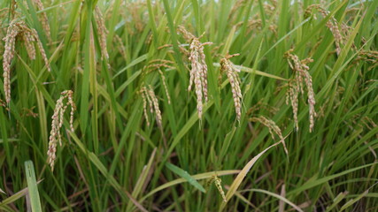 首を垂れる収穫間近の稲