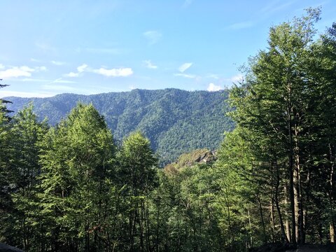 Hiking Trail with Forest and Mountains