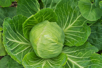 Obraz premium Green cabbage growing in home garden
