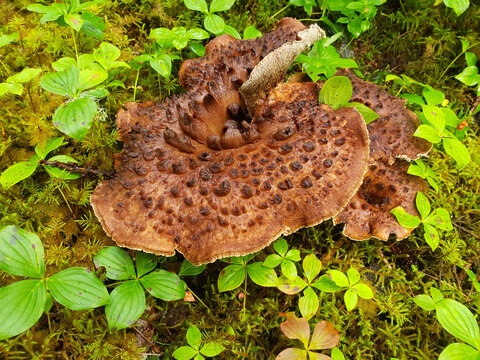Hawk's wing mushrooms in moss