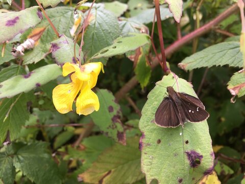 Clouded Skipper Butterfly by Pale Jewelweed