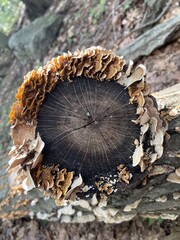 mushrooms on tree trunk
