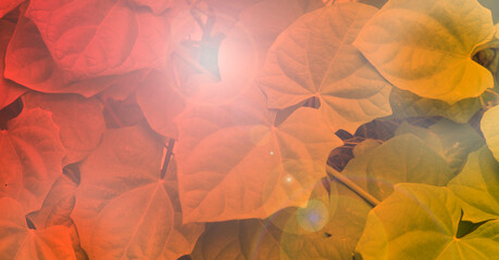 Leaves background with light flare in warm tones.