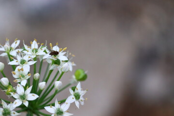 花の蜜を吸う虫
