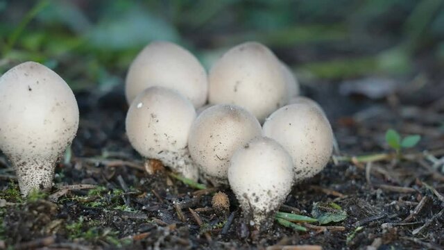 The closer look of the white puffball mushroom on the black soil of the forest in Estonia
