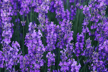 field of lavender