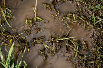 A wet muddy puddle with grass