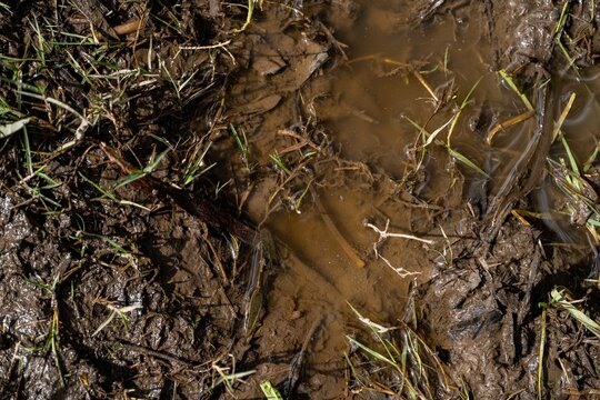 muddy puddle with grass, texture