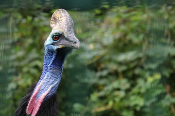 Kasuar im Aachener Tierpark in Deutschland