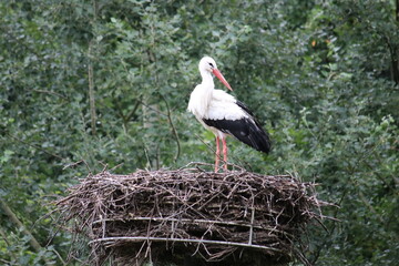 Storch im Aachener Tierpark in Deutschland