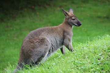 Kängeruh im Aachener Tierpark in Deutschland