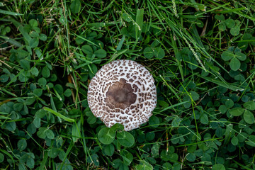 mushroom in clover