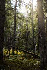 Atmospheric moss covered forest with light fall in Canada