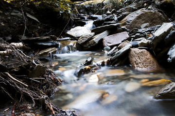 Small stream flows through peaceful forest