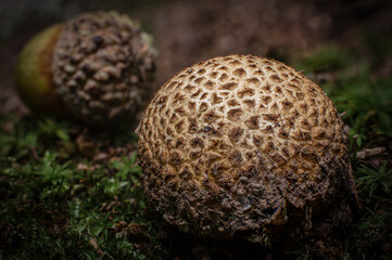 Macro puffball mushroom fungus with acorn in background on forest floor