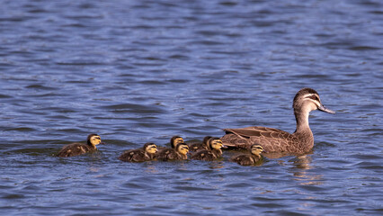 Pacific Black Duck swimming with ducklings in Lagoon 
in Hervey Bay Qld Australia
