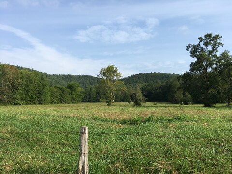 Landscape with Fence and Grass