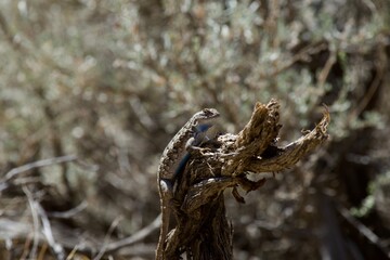 Fototapeta na wymiar Lizard in the high desert at Smith Rock State Park, Central Oregon 