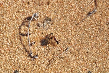 Red Meat Ant (Iridomyrmex purpureus) preparing to transport dead bee to nest, South Australia