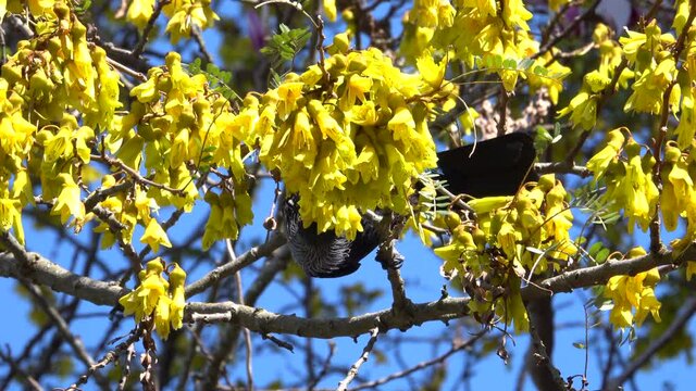 New Zealand tui bird feeding on kowhai tree flowers
