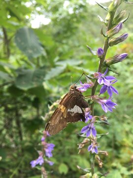 Brown Butterfly on Purple Flower