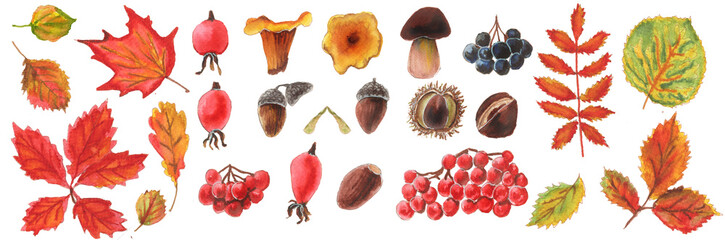 Collection of watercolor cliparts of autumn leaves and fruits. Horizontal autumn background of colorful leaves, mushrooms, seeds and fruits of mountain ash and chestnut . - obrazy, fototapety, plakaty