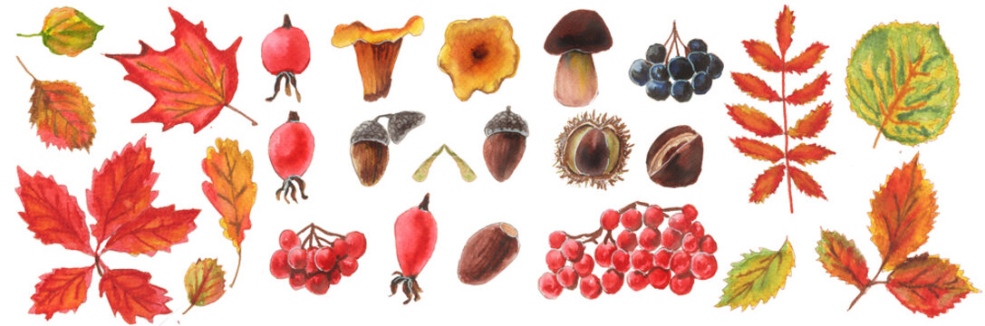 Collection of watercolor cliparts of autumn leaves and fruits. Horizontal autumn background of colorful leaves, mushrooms, seeds and fruits of mountain ash and chestnut .